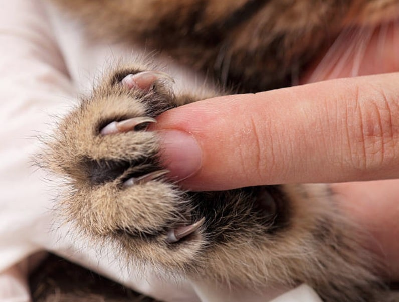 L'hygiène et l'entretien du chat - Clinique vétérinaire du Loup