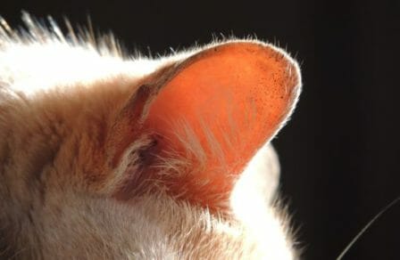 Soins et hygiène du chat : les interventions courantes à prodiguer