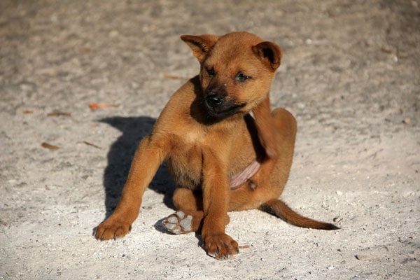 Chien qui se gratte