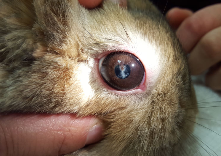 Oeil-de-lapin-infesté-par-Encephalitozoon-cuniculi
