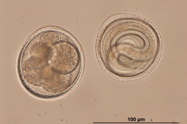 Toxocara embryons