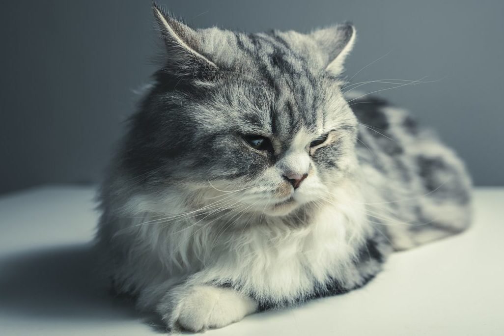 Chat senior