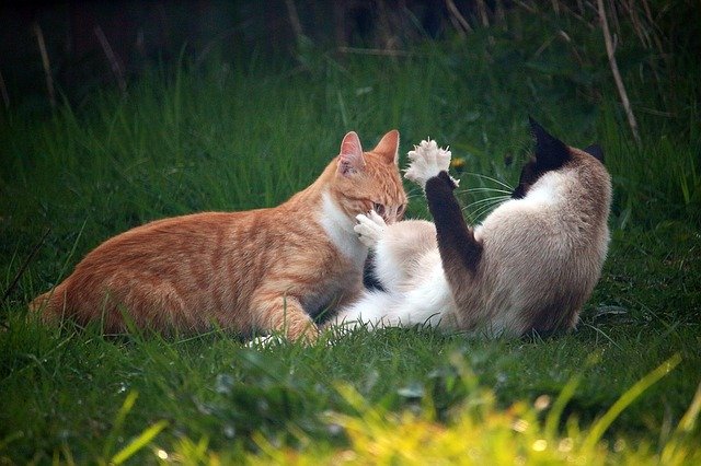 Bagarre de chats