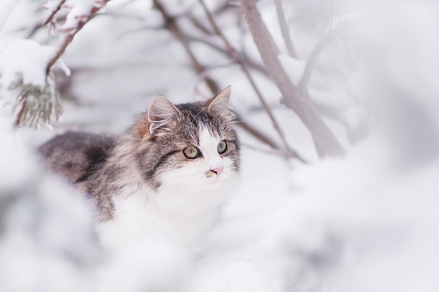 Chat neige