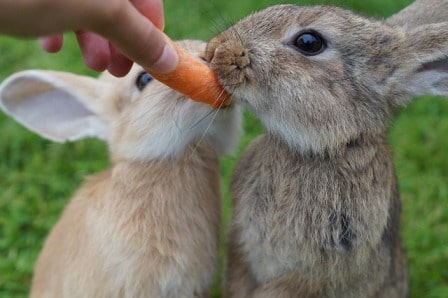 Alimentation lapins