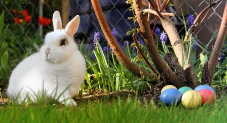 Un lapin dans un jardin