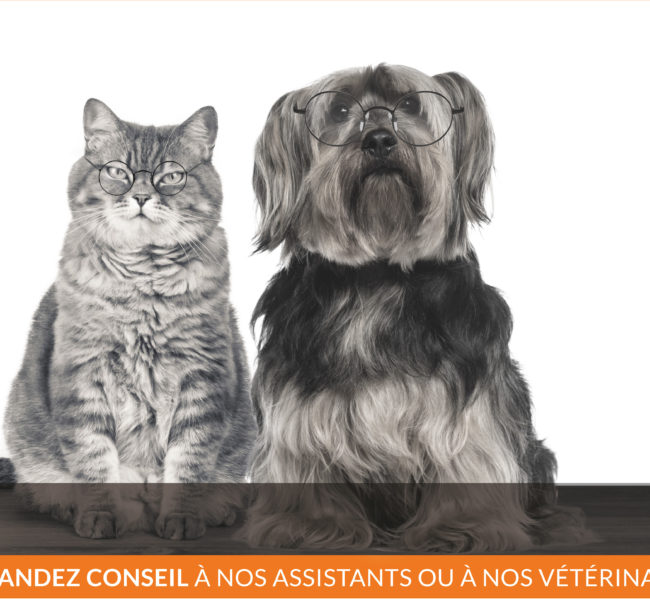 Vetaction Bilans senior