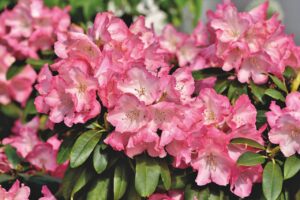 Le rhododendron est un genre de plante connu pour ses fleurs colorées. Il n'en reste pas moins dangereux pour nos animaux. (image Pixabay)