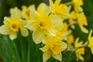 Les jonquilles font partie du genre Narcisses, mais tous les Narcisses ne sont pas des jonquilles. (image Pixabay)
