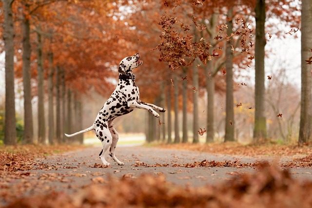 Chien en automne