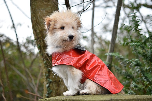 Chien avec un manteau