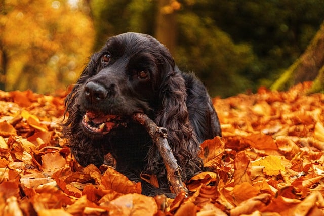 Chien qui mange du bois