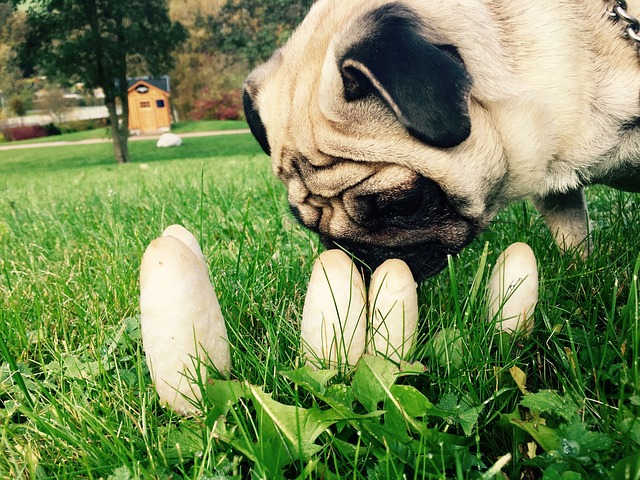 Chien et champignons