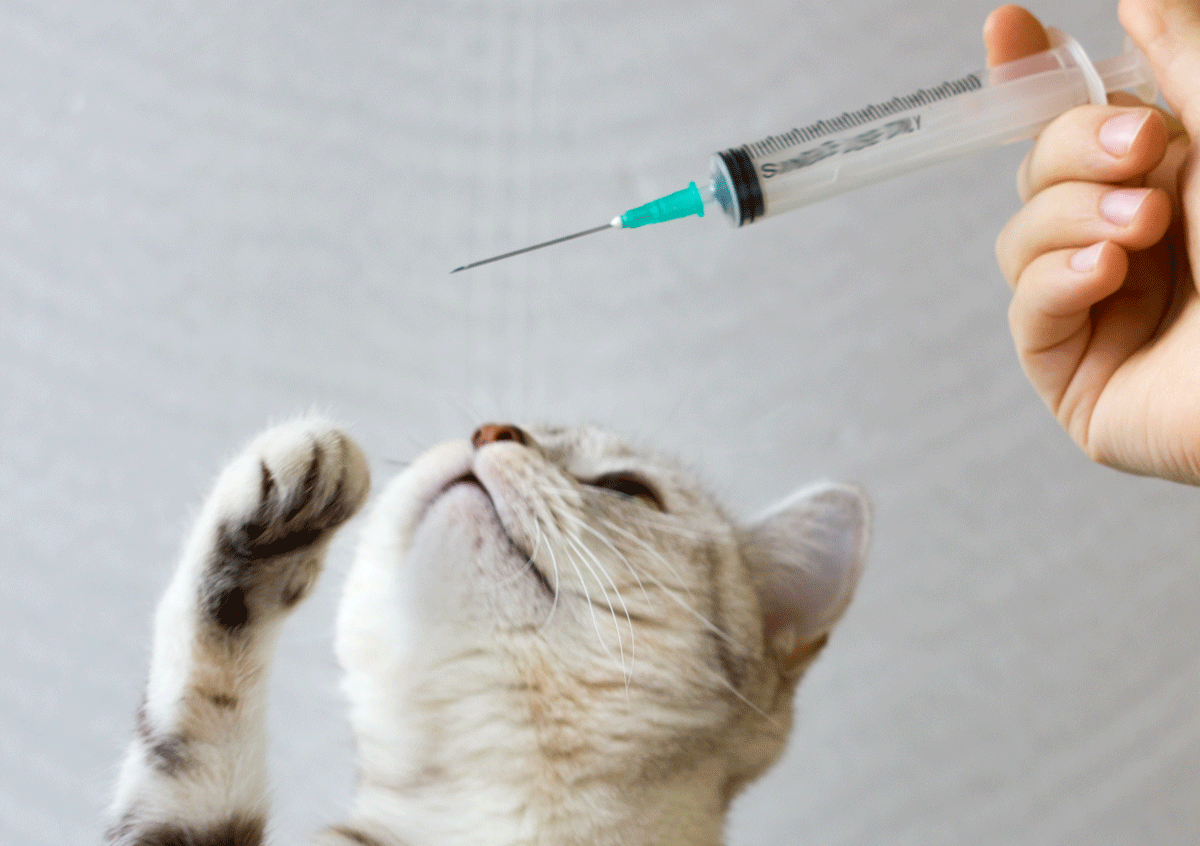Vaccin chat