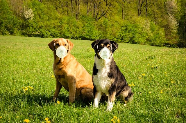 Un Labrador et un Border Collie portant des masques de protection dans un champ fleuri, illustrant la transmission aérienne de la toux de chenil. Cette maladie respiratoire très contagieuse nécessite une vaccination préventive et des mesures d'hygiène en collectivité.