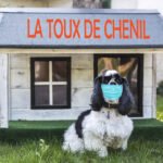 Toux de chenil