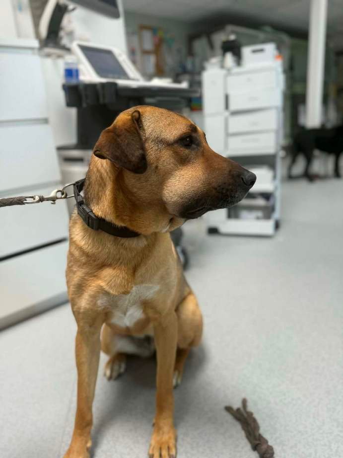 Chien atteint d'œdème de Quincke - Examen vétérinaire