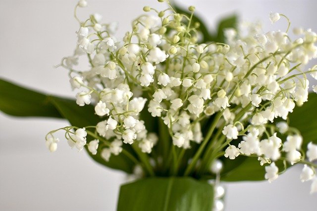 Bouquet de muguet blanc dans un vase. Attention : l'eau du vase dans laquelle trempe le muguet est également toxique.