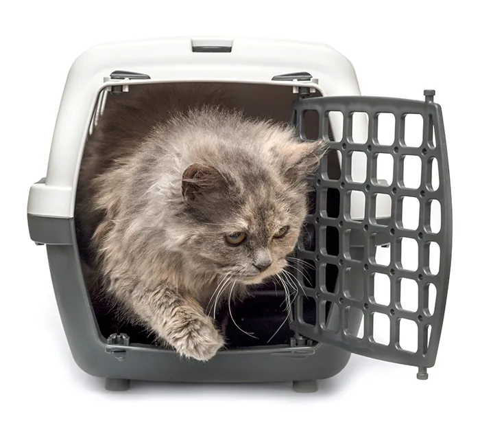 Chat dans sa boîte de transport