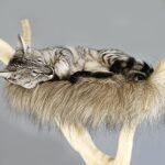 Chat dormant sur un arbre à chat – confort en pension féline