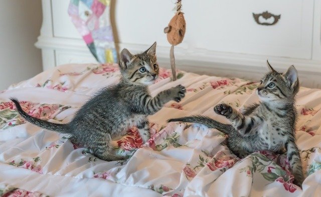 Deux chatons tabby jouant et se chamaillant sur un lit. Le jeu est essentiel au développement du chaton et stimule ses instincts naturels de prédateur pour une socialisation équilibrée. Image Pixabay.
