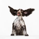 Cocker Spaniel avec grandes oreilles - Hygiène auriculaire canine