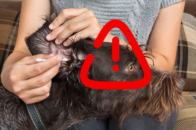 Danger du coton-tige pour les oreilles du chien