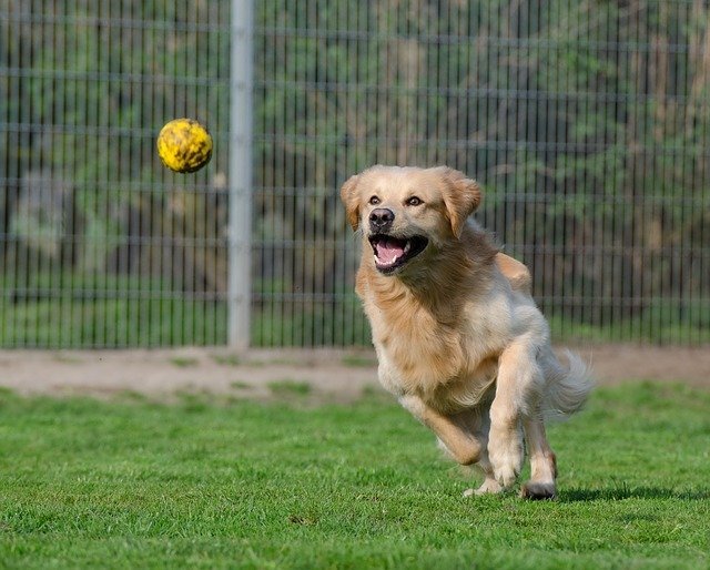 Golden Retriever courant après une balle – activité en pension