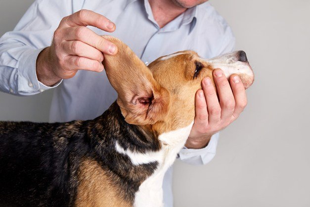 Homme qui examine l'oreille d'un Beagle - Inspection auriculaire
