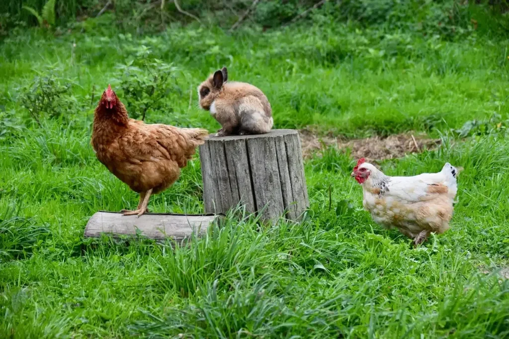 lapin-poules-jardin-cohabitation-animaux-veterinaire
