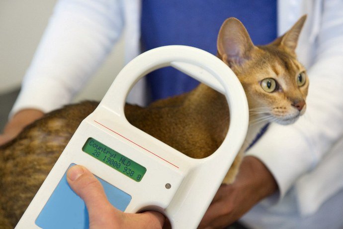 Lecture de la puce électronique d'un chat par un vétérinaire