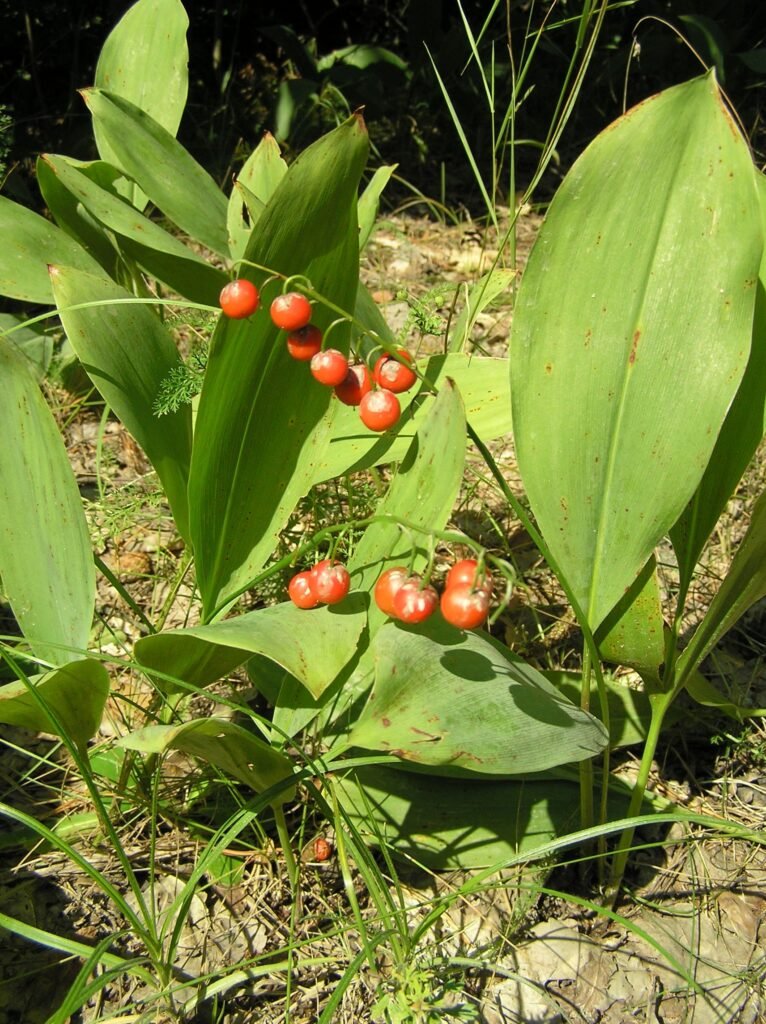 Muguet (Convallaria majalis) avec ses baies rouges mûres. Toutes les parties du muguet sont hautement toxiques pour les chiens et les chats 