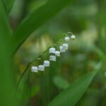 muguet fleur clochettes blanches macro toxique printemps