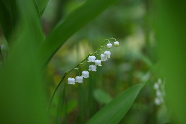 muguet fleur clochettes blanches macro toxique printemps