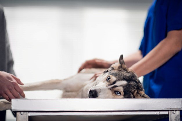 Un Husky sibérien allongé sur une table de consultation vétérinaire, entouré d'une équipe médicale.